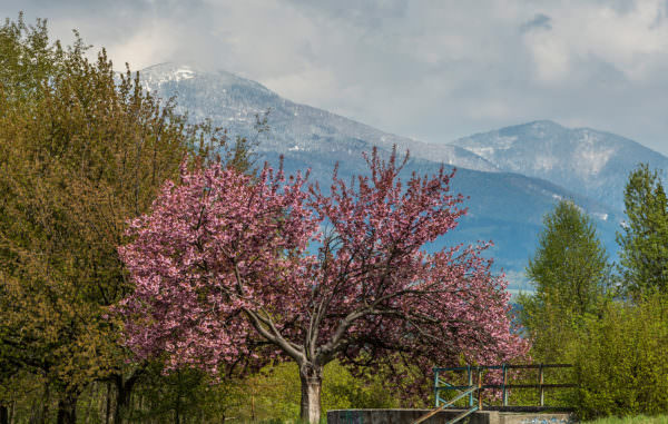 Die Natur von Martin
