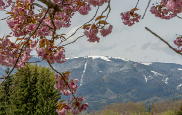 Die Natur von Martin
